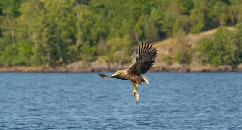en havsörn är en indikator på havens hälsa