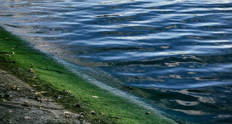 Miljögifter hotar både människor och ekosystem