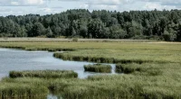 våtmarker